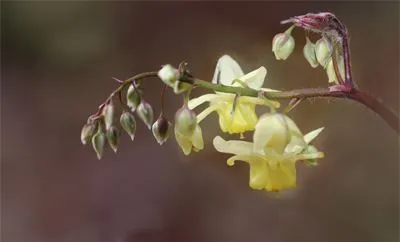 Icaritin een natuurlijk product voor Antitumor