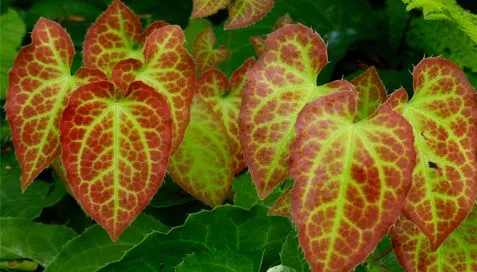 Icariin 10% 20% poederkleur